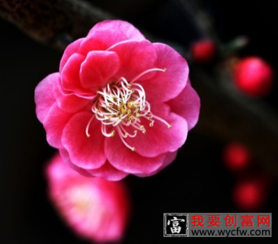 梅花草是什么？和梅花有什么关系？