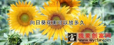 向日葵花束可以放多久