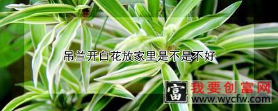 吊兰开白花放家里是不是不好