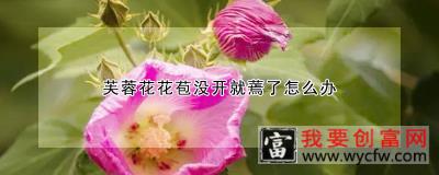 芙蓉花花苞没开就蔫了怎么办