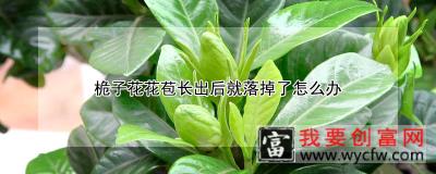 桅子花花苞长出后就落掉了怎么办