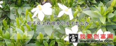 栀子花上有很多小虫子怎么办