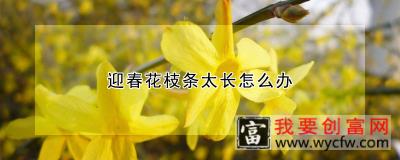 迎春花枝条太长怎么办