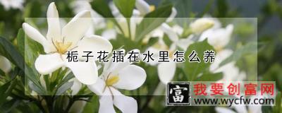 栀子花插在水里怎么养