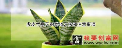 虎皮兰夏天的养殖方法和注意事项