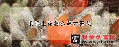 毛毛虫花怎么养才开花