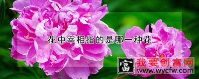 花中宰相指的是哪一种花