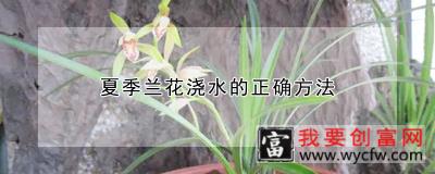 夏季兰花浇水的正确方法