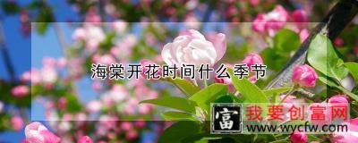 海棠开花时间什么季节