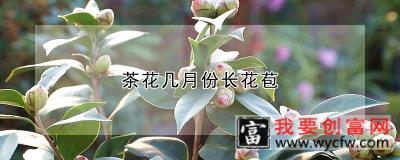 茶花几月份长花苞