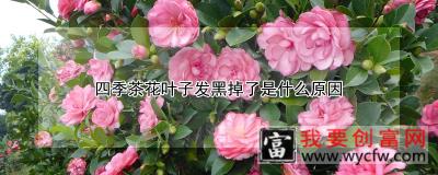 四季茶花叶子发黑掉了是什么原因