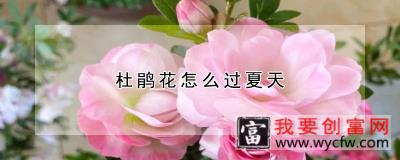 杜鹃花怎么过夏天