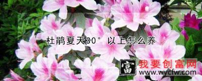 杜鹃夏天30以上怎么养