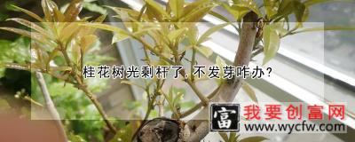 桂花树光剩杆了，不发芽咋办？