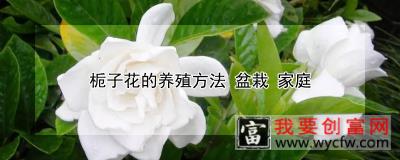 栀子花的养殖方法 盆栽 家庭