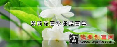 茉莉花喜水还是喜旱