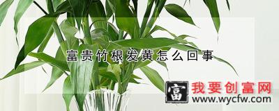 富贵竹根发黄怎么回事