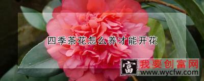 四季茶花怎么养才能开花