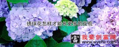 绣球花怎样才能长更多的花苞