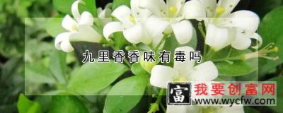 九里香香味有毒吗