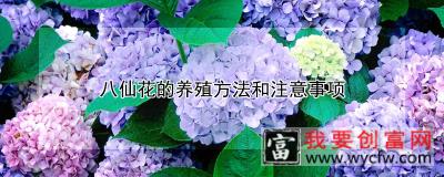 八仙花的养殖方法和注意事项