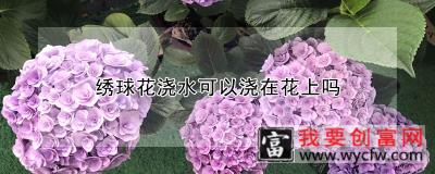 绣球花浇水可以浇在花上吗