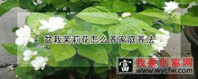 盆栽茉莉花怎么养家庭养法