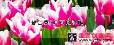 郁金香5月可以种吗