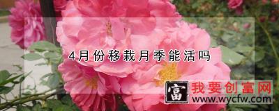 4月份移栽月季能活吗