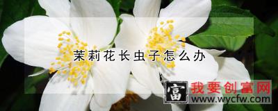 茉莉花长虫子怎么办