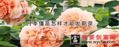 月季僵苗怎样才能发新芽