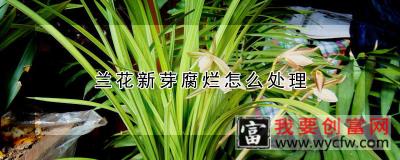 兰花新芽腐烂怎么处理