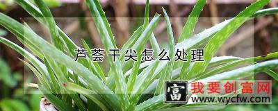 芦荟干尖怎么处理