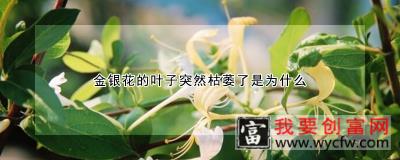 金银花的叶子突然枯萎了是为什么