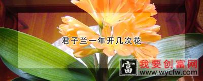 君子兰一年开几次花