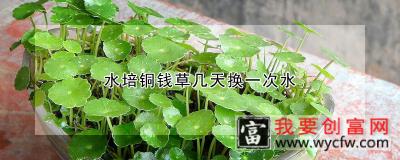 水培铜钱草几天换一次水