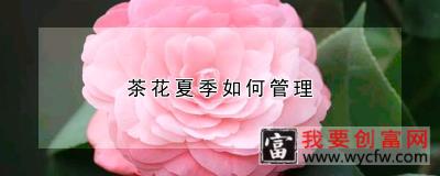 茶花夏季如何管理