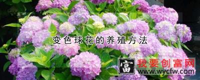 变色球花的养殖方法