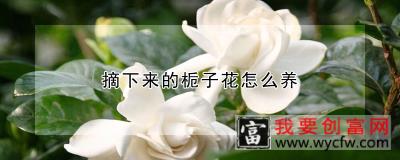 摘下来的栀子花怎么养