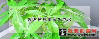 发财树夏季多久浇水