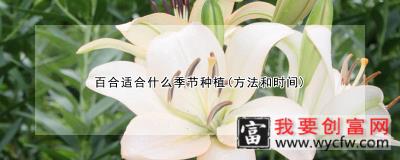 百合适合什么季节种植(方法和时间)