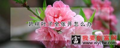 碧桃叶子全张开怎么办