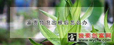 富贵竹泡出根后怎么办