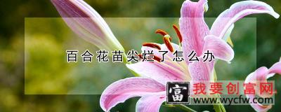 百合花苗尖烂了怎么办