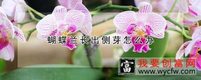 蝴蝶兰长出侧芽怎么办