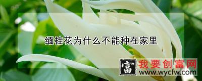 缅桂花为什么不能种在家里