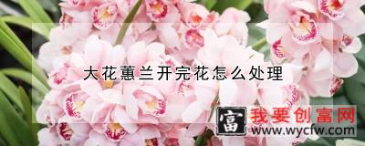 大花蕙兰开完花怎么处理