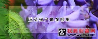 蓝花楹产地在哪里