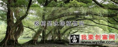 榕树是水培植物吗