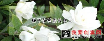 栀子花树能长多大